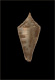 Click to see a larger version of this image (Conus africanus  Kiener, 1848 Primary Type Image)